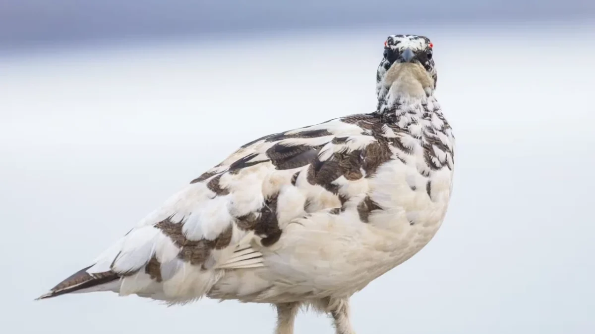 Ptarmigan