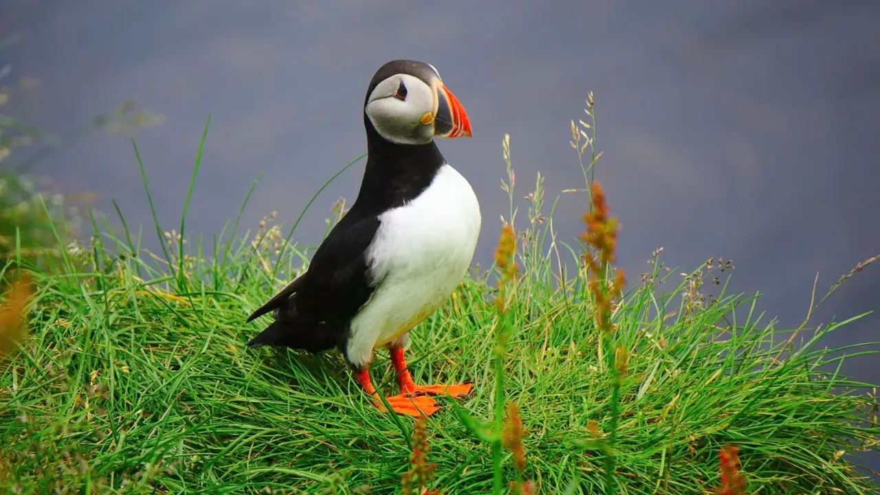 Puffins