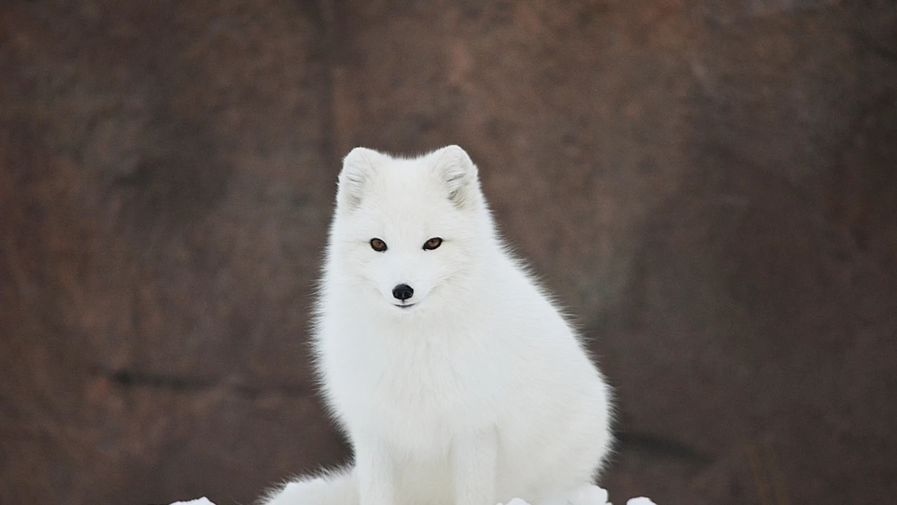 Arctic Fox