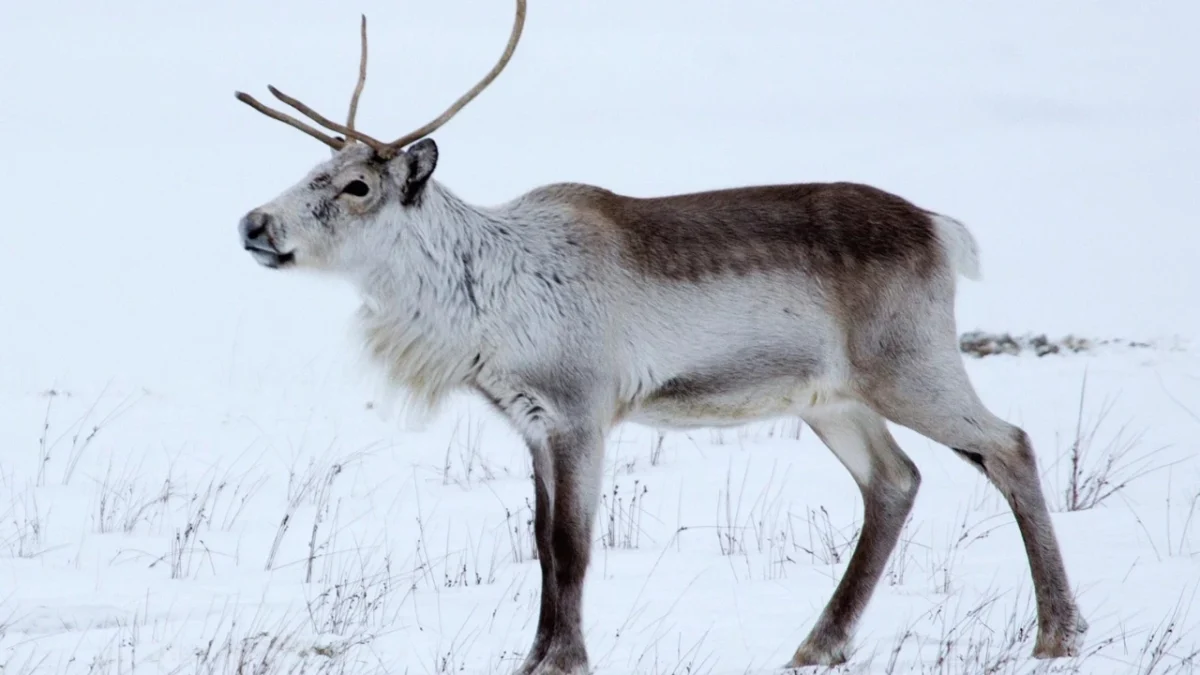 Reindeer 