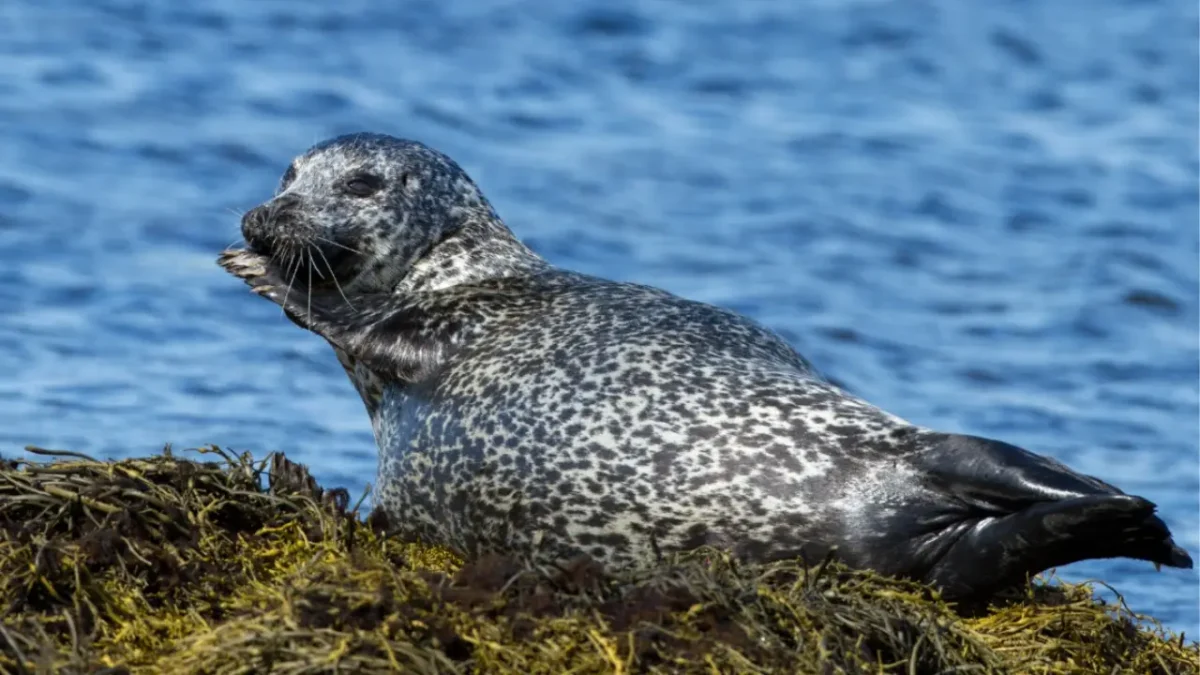 Seals 