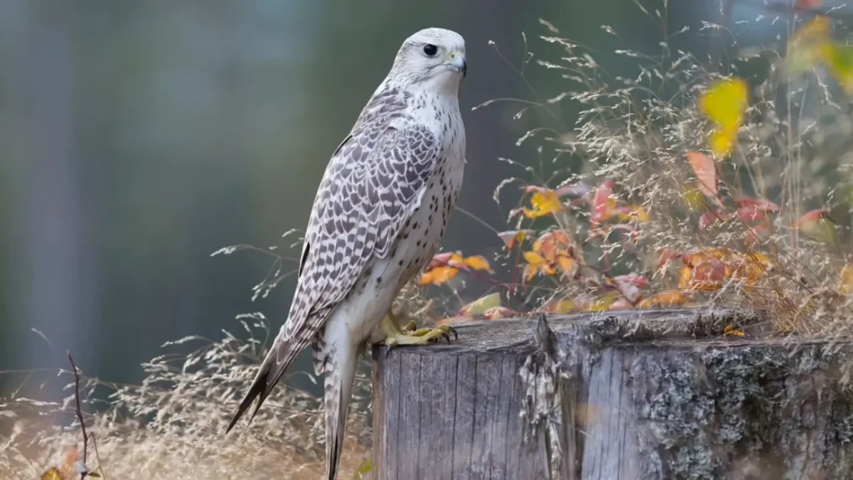 Gyrfalcon 