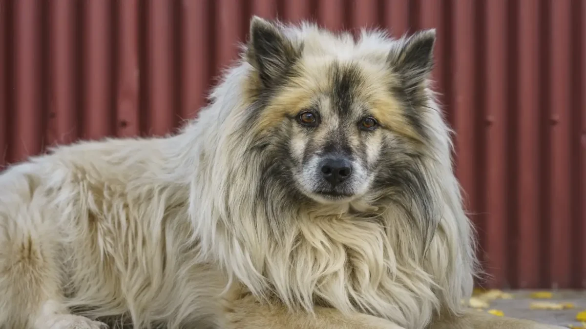 Icelandic Dog