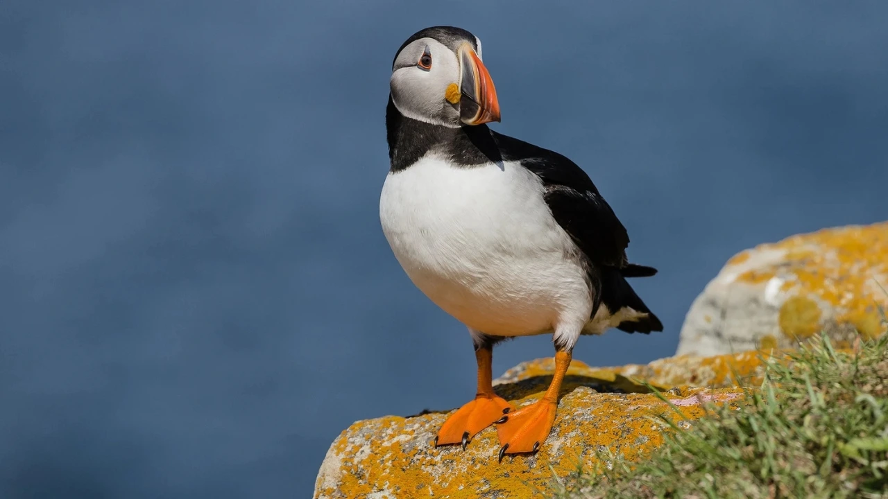 Iceland Birds: A Guide to the Majestic Birdlife of the Land of Fire and Ice