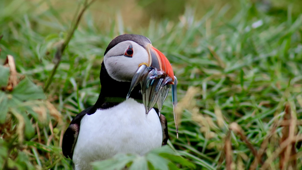Puffin Watching