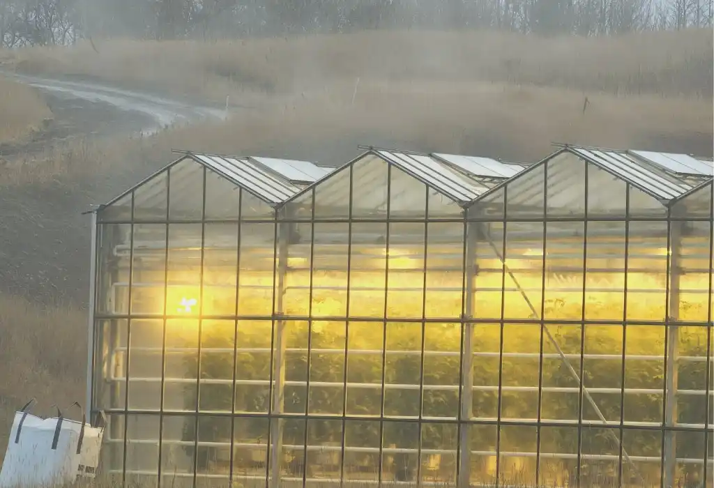 Friedhamer Tomato Farm Iceland