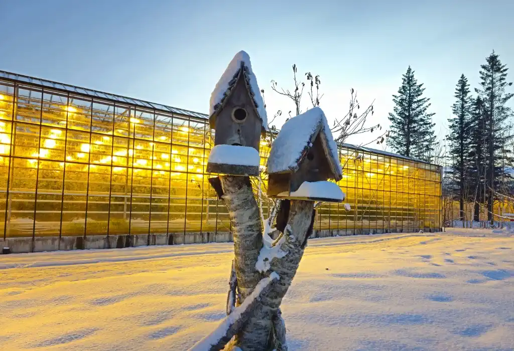 Friedhamer Tomato Farm Iceland
