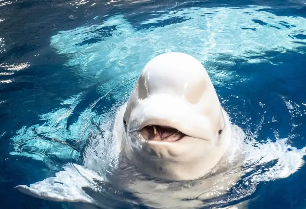 Beluga Whale Sanctuary in Iceland