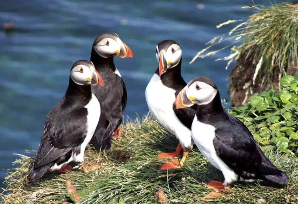 Puffin Colony in Iceland