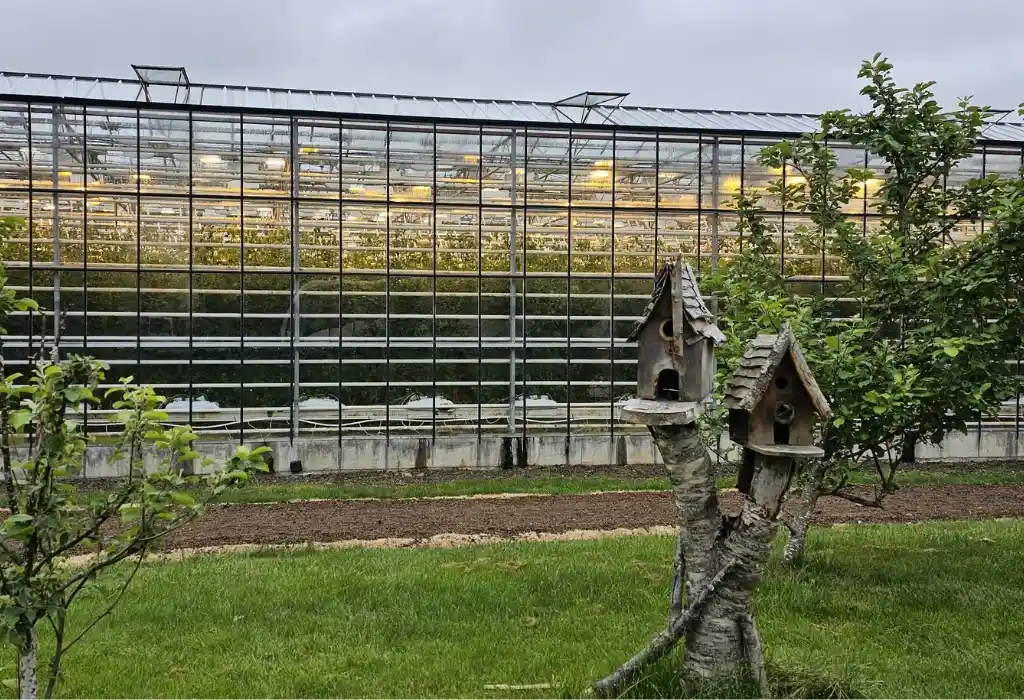 Friedhamer Tomato Farm Iceland