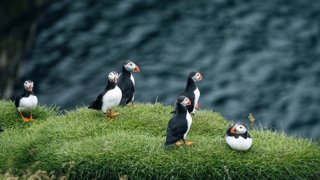 puffins in iceland 