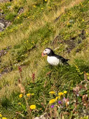 Iceland Paradise Tours (38)